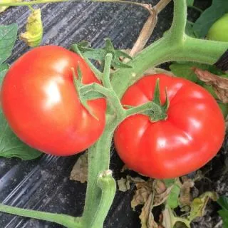 Compra TOMATE ETEREI F1 (1000 Semillas). en la tienda online Fito Agrícola