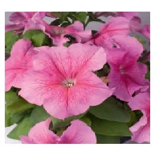 Compra PETUNIA LIMBO ROSE VEINED (240 Plantas). en la tienda online Fito Agrícola