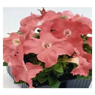 Compra PETUNIA LIMBO SALMON (240 Plantas). en la tienda online Fito Agrícola