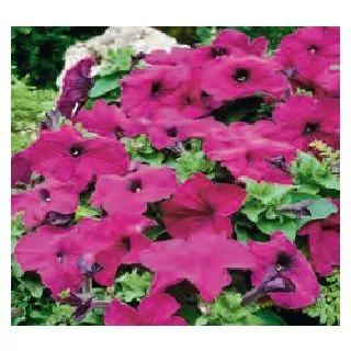 Compra PETUNIA LIMBO VIOLET (240 Plantas). en la tienda online Fito Agrícola