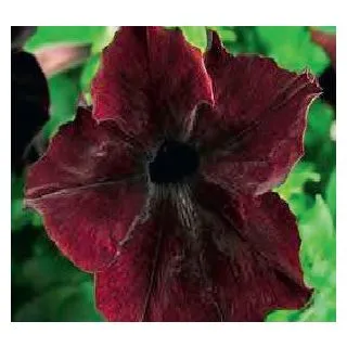 Compra PETUNIA SOPHISTICA BLACKBERRY (240 Plantas). en la tienda online Fito Agrícola