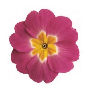 Compra PRIMULA ACAULIS LIDER BICOLOR PURPLE (240 Plantas). en la tienda online Fito Agrícola