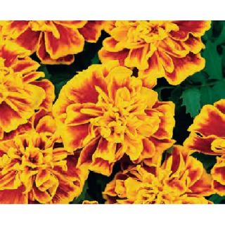 Compra TAGETE PATULA BONANZA BEE (240 Plantas). en la tienda online Fito Agrícola