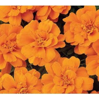 Compra TAGETE PATULA DURANGO NARANJA (240 Plantas). en la tienda online Fito Agrícola