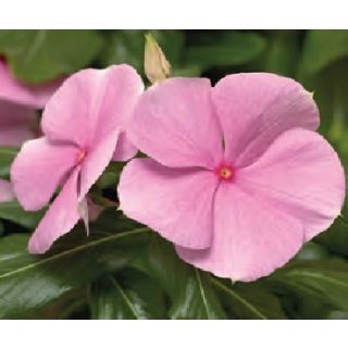 Compra VINCA CORA XDR LIGHT PINK (240 Plantas). en la tienda online Fito Agrícola