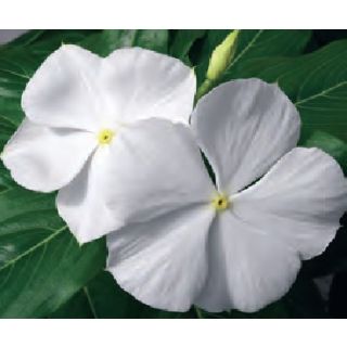 Compra VINCA CORA XDR WHITE (240 Plantas). en la tienda online Fito Agrícola