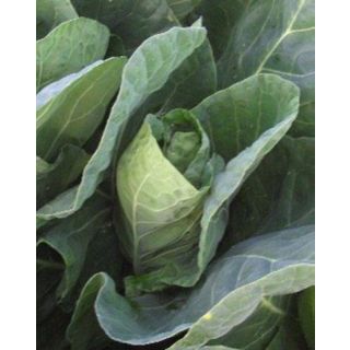 Compra COL WINTERJEWEL F1 Calibrada Sin tratar (2.500 Semillas) en la tienda online Fito Agrícola