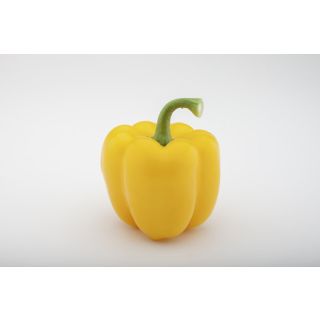 Compra PIMIENTO INSIGNIA F1 (1000 Semillas). en la tienda online Fito Agrícola