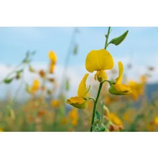 Compra CROTALARIA JUNCEA Sin Tratar (1 Kgr.) en la tienda online Fito Agrícola