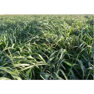 Compra RAY GRASS WESTERWOLD BIG BOSS (25 Kgr.). en la tienda online Fito Agrícola