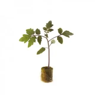 Compra TOMATE ESTORIL RZ F1 (5.000 Semillas) en la tienda online Fito Agrícola