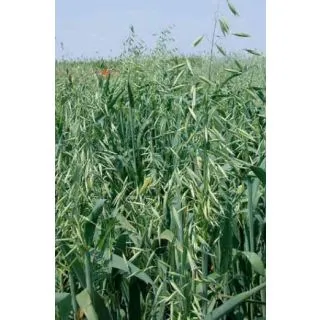 Compra AVENA SATIVA PREVISIÓN R2 (20 Kgr.) en la tienda online Fito Agrícola