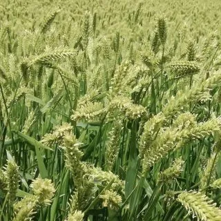 Compra CEBADA MOCHINA 9 R1 (25 Kgr.). en la tienda online Fito Agrícola
