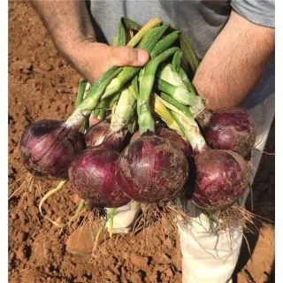 Compra CEBOLLA RED ANGEL Precisión (250.000 Semillas) en la tienda online Fito Agrícola