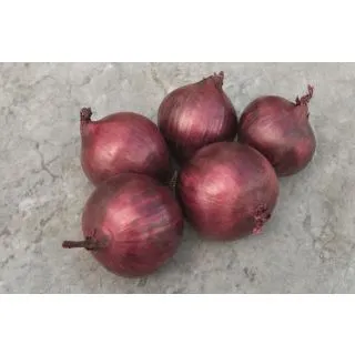 Compra CEBOLLA RED RUM Precisión (250.000 Semillas) en la tienda online Fito Agrícola