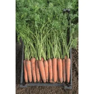 Compra ZANAHORIA BERMUDA F1 Precisión (100.000 Semillas Cal. 1.8 - 2.0 mm.). en la tienda online Fito Agrícola