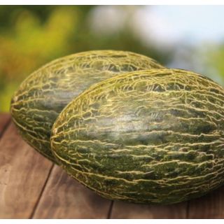 Compra MELÓN ROCKERO F1 (1.000 Semillas) en la tienda online Fito Agrícola
