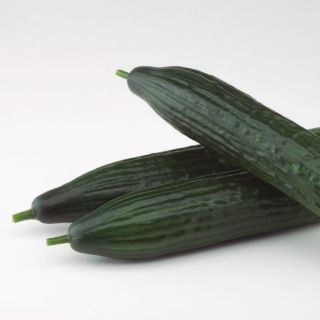 Compra PEPINO TINTERO F1 (1.000 Semillas) en la tienda online Fito Agrícola