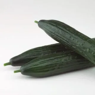 Compra PEPINO TINTERO F1 (1.000 Semillas) en la tienda online Fito Agrícola