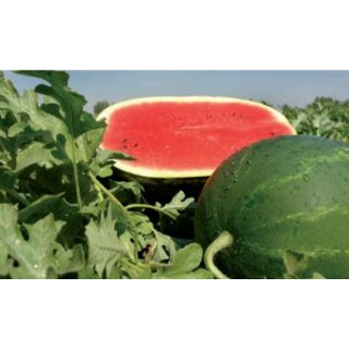 Compra SANDÍA CARAVAN F1 (1000 Semillas) en la tienda online Fito Agrícola