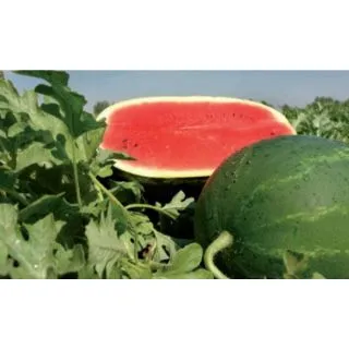 Compra SANDÍA CARAVAN F1 (1000 Semillas) en la tienda online Fito Agrícola