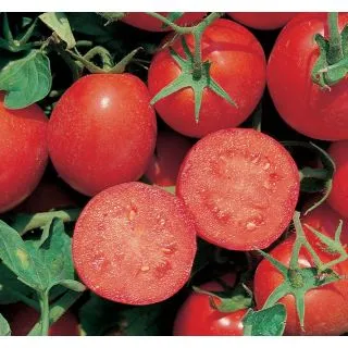 Compra TOMATE RED SKY F-1 Precisión (25.000 Semillas) en la tienda online Fito Agrícola