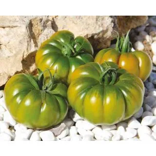 Compra TOMATE MAREMAGNO F1 Precisión Sin Tratar (1.000 Semillas) en la tienda online Fito Agrícola