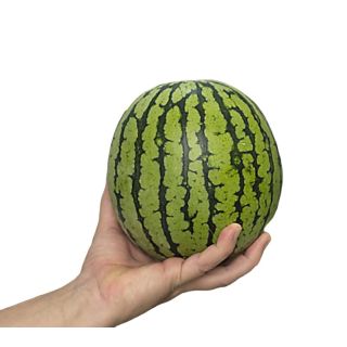 Compra SANDÍA HIROMI F1 Pregerminada (1.000 Semillas) en la tienda online Fito Agrícola