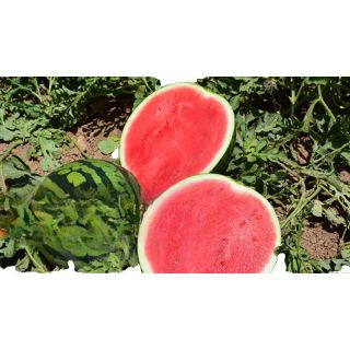 Compra SANDÍA FRILLY F1 Pregerminada (1.000 Semillas) en la tienda online Fito Agrícola