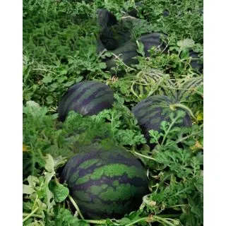 Compra SANDÍA STELLAR Pregerminada F1 (1.000 Semillas) en la tienda online Fito Agrícola