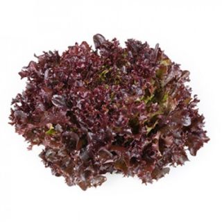 Compra LECHUGA YVES RZ Pildorada (5.000 Semillas). en la tienda online Fito Agrícola