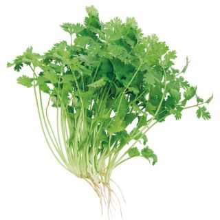 Compra CILANTRO MAROCCAN (100 gr.). en la tienda online Fito Agrícola