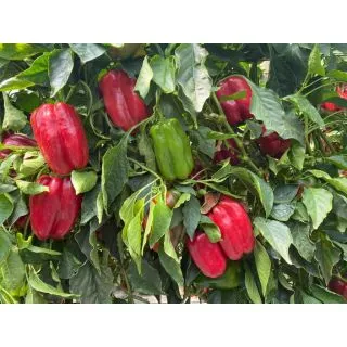 Compra PIMIENTO SPINEL RZ F1 Precisión (1000 semillas). en la tienda online Fito Agrícola