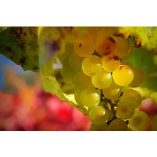 Compra UVA DE VINIFICACION CHARDONNAY 1ª (25 Unid.). en la tienda online Fito Agrícola