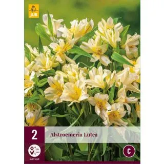 Compra ALSTROEMERIA LUTEA en la tienda online Fito Agrícola