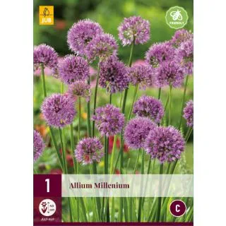 Compra ALLIUM MILLENIUM (25 Unid.). en la tienda online Fito Agrícola