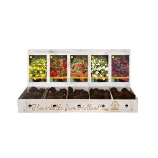 Compra BEGONIA PENDULA Cofre (150 Unid.) en la tienda online Fito Agrícola