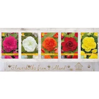 Compra BEGONIA GRANDIFLORA Cofre (150 Unid.) en la tienda online Fito Agrícola