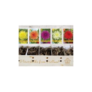 Compra DALIA CACTUS A Cofre (75 Unid.) en la tienda online Fito Agrícola