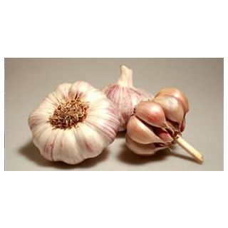 Compra AJO VIOLETA DE SIEMBRA GARPEK 45/55 (5 Kgr.) en la tienda online Fito Agrícola