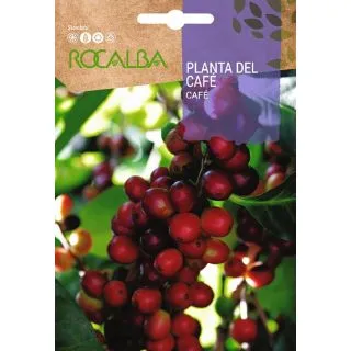 Compra CAFETIER (4 semințe). en la tienda online Fito Agrícola