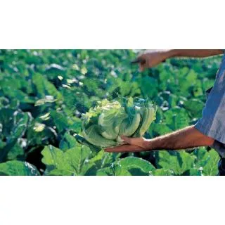 Compra COLIFLOR DRAKAR F1 (1000 Semillas). en la tienda online Fito Agrícola