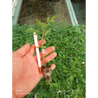 Compra TOMATE AZOVIAN F1 Injertado EPS130 en la tienda online Fito Agrícola