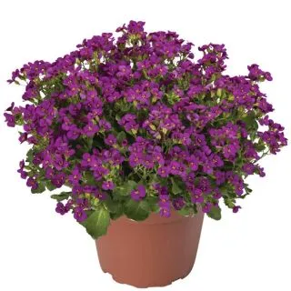 Compra ARABIS LITTLE TREASURE DEEP ROSE (1.000 semințe) en la tienda online Fito Agrícola