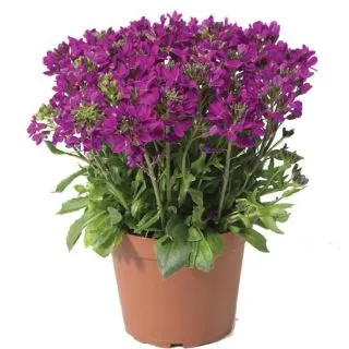 Compra ARABIS ROSE DELIGHT (1.000 semințe) en la tienda online Fito Agrícola