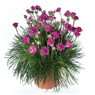 Compra ARMERIA ARMADA ROSE (1.000 semințe) en la tienda online Fito Agrícola