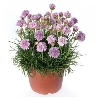 Compra ARMERIA ARMADA PINK (1.000 semințe) en la tienda online Fito Agrícola