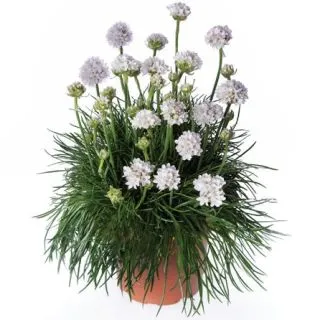 Compra ARMERIA ARMADA WHITE (1.000 semințe) en la tienda online Fito Agrícola