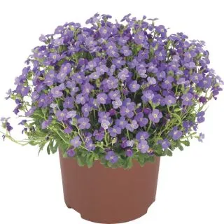 Compra AUBRIETA AUDREY BLUE SHADES F1 (1.000 semințe) en la tienda online Fito Agrícola