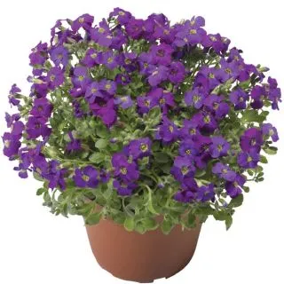 Compra AUBRIETA AUDREY PURPLE SHADES F1 (1.000 semințe) en la tienda online Fito Agrícola
